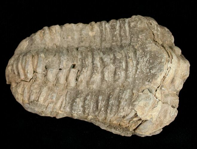 Calymene Trilobite From Morocco - Large Size #11613